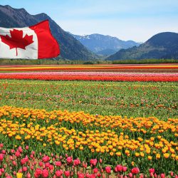 Canada chính thức triển khai chương trình Thí điểm Nông nghiệp thực phẩm Agri-food